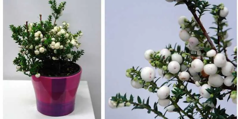 Пернетия Вайт Д15 