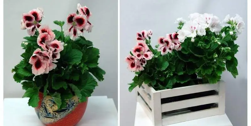 Пеларгония Гранд Кенди Д12